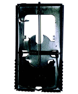 ΠΟΝΤΙΚΟΠΑΓΙΔΑ **ΚΛΟΥΒΙ** (ΜΕΓΑΛΗ)